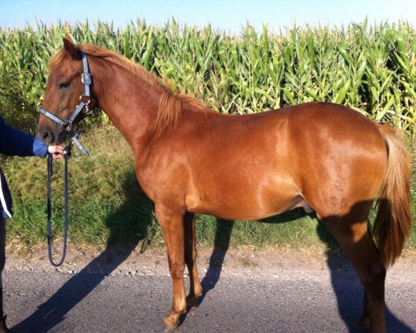 dressage horse Montego's As (Little German Riding Horse, 2012, from Manolito)
