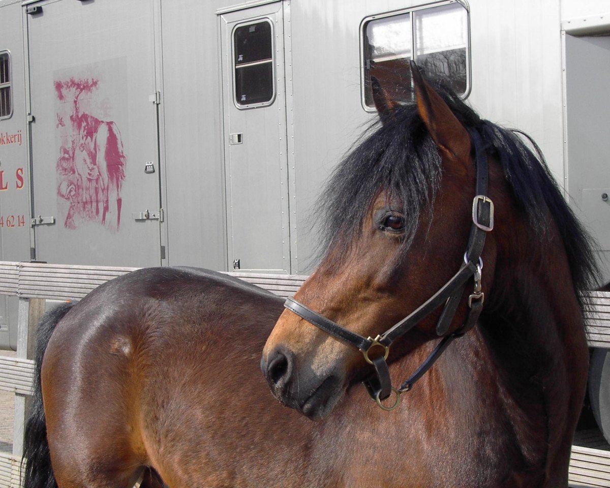 stallion Beaucandan Brendan (New Forest Pony, 1989, from Luckington Sportaide)