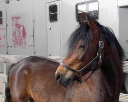 stallion Beaucandan Brendan (New Forest Pony, 1989, from Luckington Sportaide)