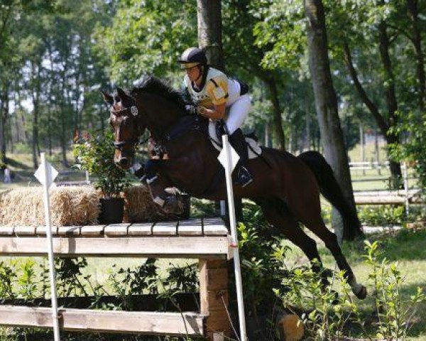 jumper Dictus J (Hanoverian, 1999, from Drossan)