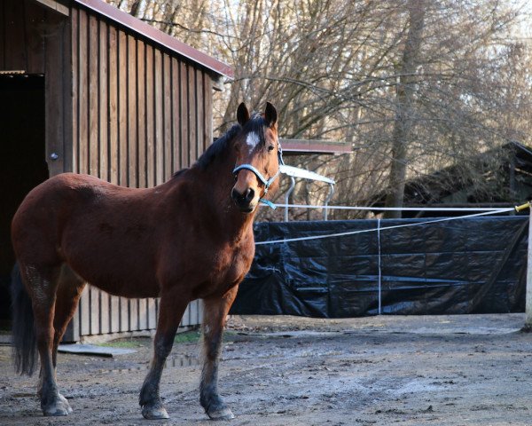 broodmare Landavia Cheyenne (Welsh-Cob (Sek. D), 2009, from Randeck Tristan)