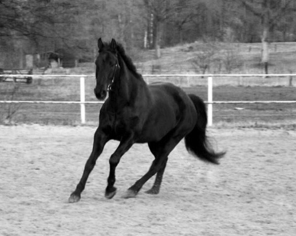 horse Pinnocchio 3 (Oldenburg, 2000, from Pik Noir)