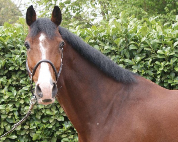 Springpferd Casall's Carlo (Holsteiner, 2008, von Casall Ask)