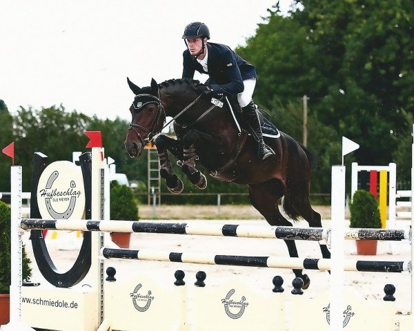 broodmare Quinderella G (Westphalian, 2008, from Quinta Real)