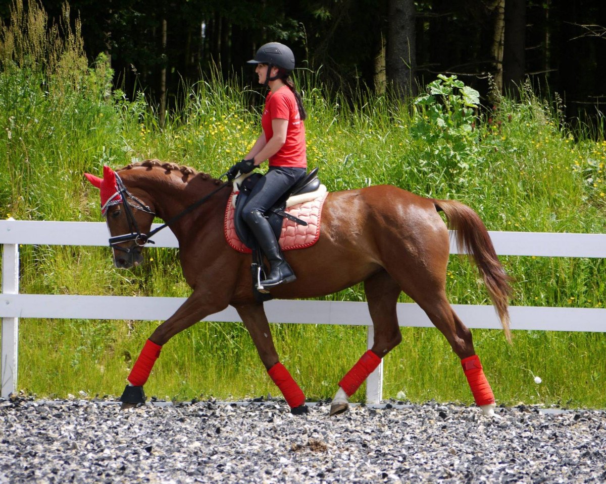 Dressurpferd Wait until i get bigger (Bayer, 2009, von Estobar NRW)