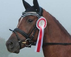 dressage horse Tassima Coco (Bavarian, 2010, from Boston)