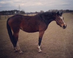 dressage horse Carisma (Hanoverian, 2000, from Carismo II 123 FIN)
