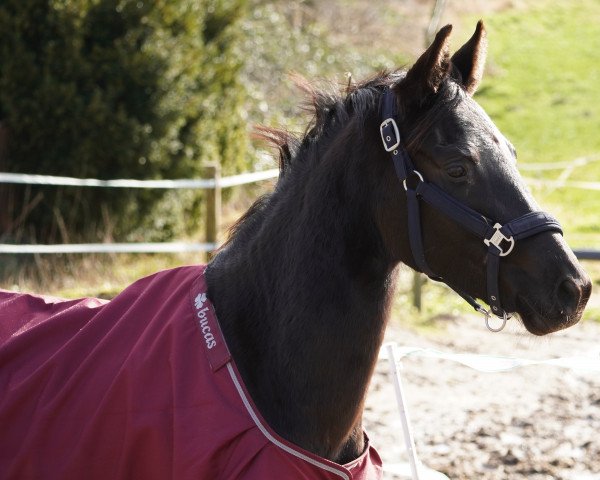 Dressurpferd Donau's Kaiserin (Trakehner, 2019, von Kaiser Milton)