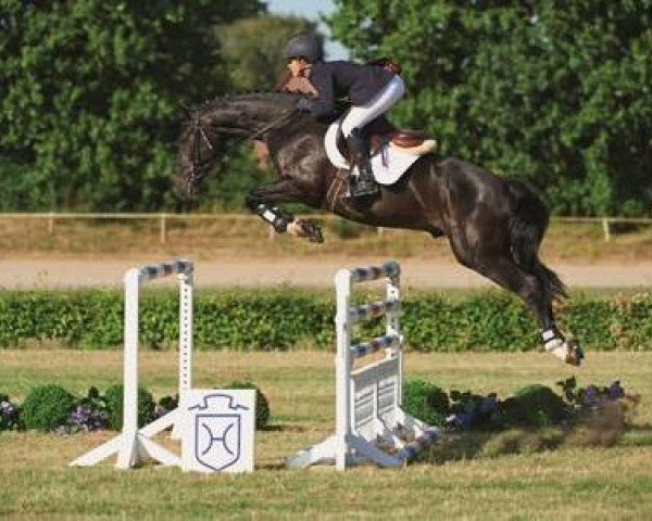 Cavallo da salto Chepettino AK (Holsteiner, 2008, di AB 19 Chepetto)