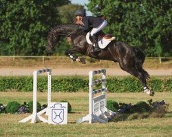 jumper Chepettino AK (Holsteiner, 2008, from Ab 19 Chepetto)