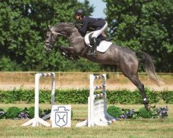 broodmare Cassina Ah (Holsteiner, 2008, from Cassini I)