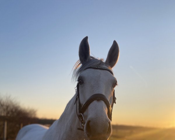 dressage horse Coria Levista (Hanoverian, 2015, from Cristallo I) dressage horse Coria Levista (Hanoverian, 2015, from Cristallo I)