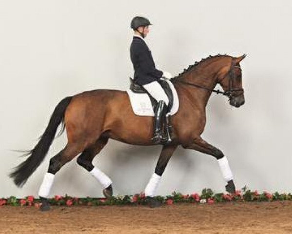 dressage horse Capetown's Chaquita (Holsteiner, 2009, from Cascari)