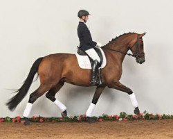 Dressurpferd Capetown's Chaquita (Holsteiner, 2009, von Cascari)