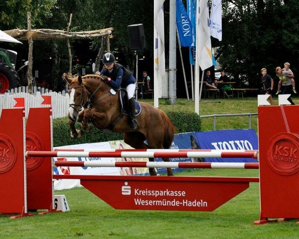 jumper Manhattan 79 (Irish Sport Horse, 2006, from Sire de Valette)