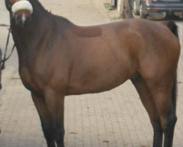 Springpferd Chicco (Westfale, 2005, von Co-Pilot)