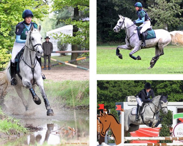 broodmare Roxana ShA (Shagya Arabian, 2005, from Occident ShA)