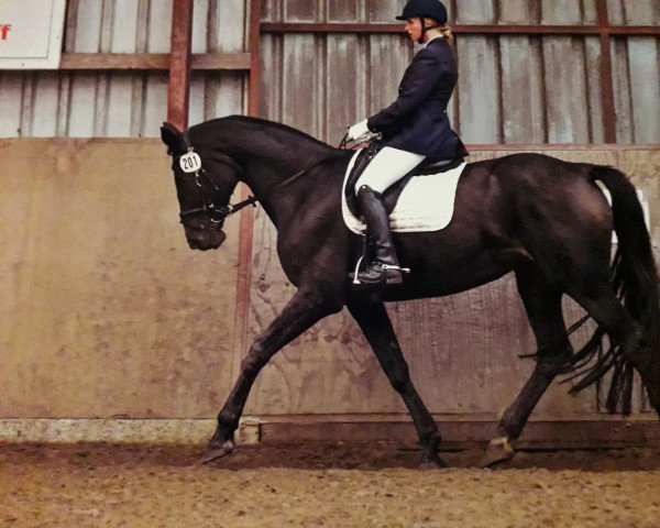 dressage horse Santana 839 (Hanoverian, 2004, from Santini)