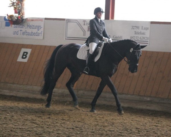 dressage horse First Lady (Hanoverian, 1997, from Falkenstern I) dressage horse First Lady (Hanoverian, 1997, from Falkenstern I)