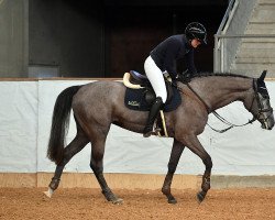 Springpferd Chloe 53 (Holsteiner, 2016, von Connor 48)