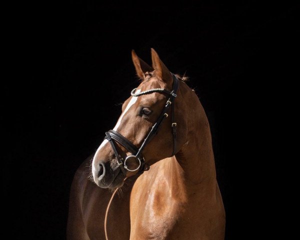 dressage horse Finnley 17 (Oldenburg, 2016, from Foundation 2)