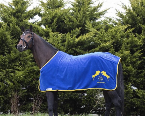 horse Donnarumma Blue Z (Belgian Warmblood, 2018, from Dominator 2000 Z)