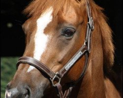 jumper Marry Poppins 4 (German Warmblood, 2003, from Master Speaker xx)