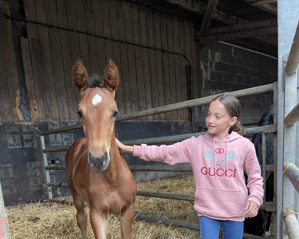horse Cherry Lady GT (Westphalian, 2021, from Chinchero) horse Cherry Lady GT (Westphalian, 2021, from Chinchero)