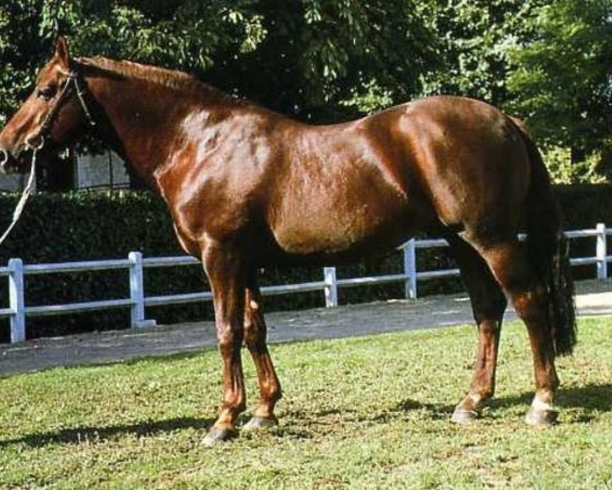 stallion Nobel V (Selle Français, 1979, from Uriel)