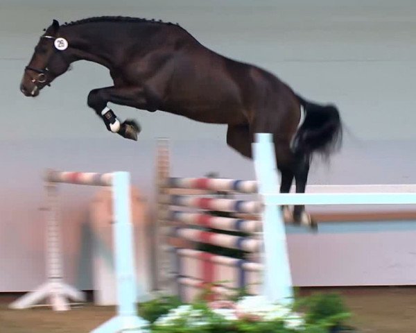 jumper La Roshel (Oldenburg, 2011, from Toulon)