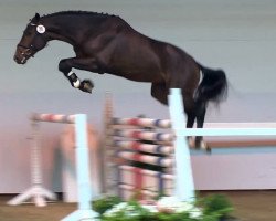 jumper La Roshel (Oldenburg, 2011, from Toulon)