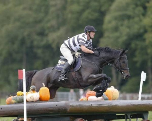 jumper So Is Et (Westphalian, 2003, from Sunlight xx)