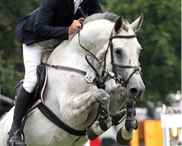 jumper Angelina 310 (Oldenburg show jumper, 2006, from Calido I) jumper Angelina 310 (Oldenburg show jumper, 2006, from Calido I)