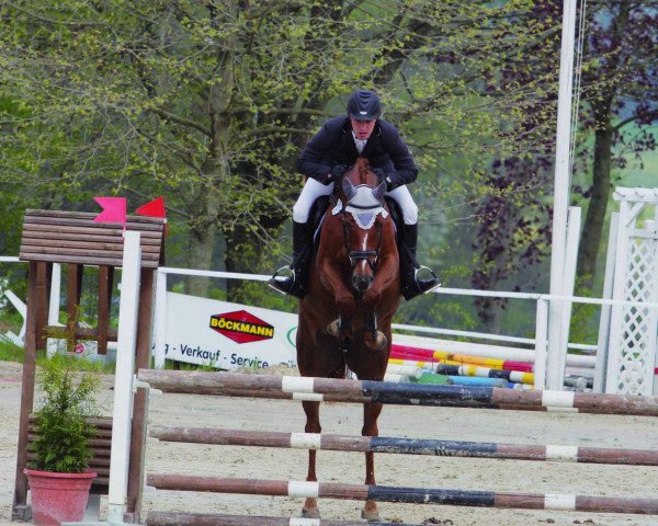 broodmare Mikaela (Oldenburg show jumper, 2005, from Quidam's Rubin)