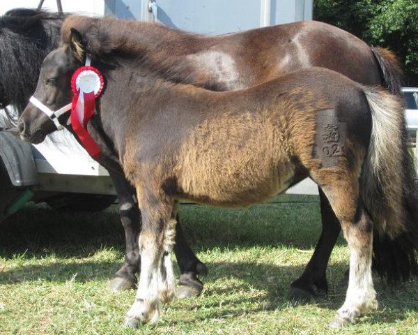 broodmare Magic Black Pearl-L (Shetland Pony, 2013, from Aragorn) broodmare Magic Black Pearl-L (Shetland Pony, 2013, from Aragorn)