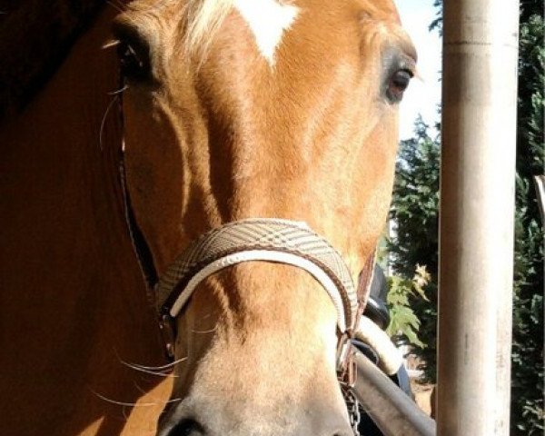jumper Jonas 211 (German Riding Pony, 1995, from Jubilar)