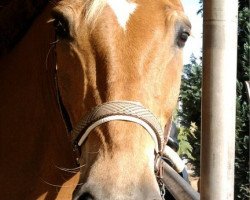 jumper Jonas 211 (German Riding Pony, 1995, from Jubilar)