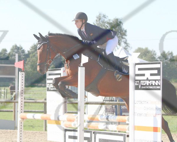 jumper Casimir 133 (Westphalian, 2007, from Canturano I)