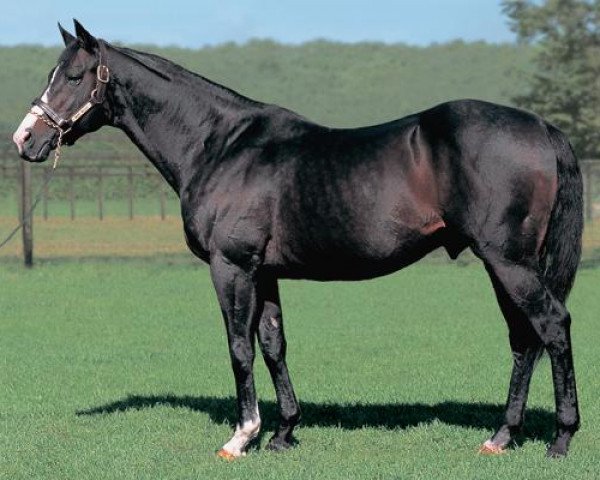 stallion White Muzzle xx (Thoroughbred, 1990, from Dancing Brave xx)
