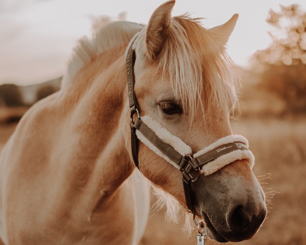 Pferd Hello Fjellhorn (Fjordpferd, 2019, von Harvard)