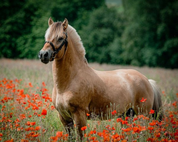 stallion Venlo (Fjord Horse, 2016, from Vacceur)