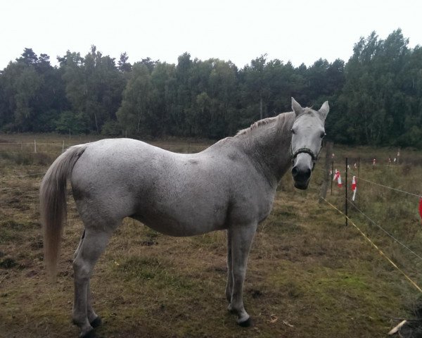 horse Shiwo (Trakehner, 1992, from Traumdeuter DH 482)