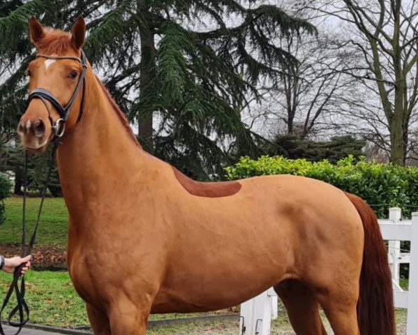 horse Avelino HT (Oldenburg, 2018, from Asgard's Ibiza)