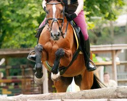 jumper Candieta (Hanoverian, 2000, from Graf Top)