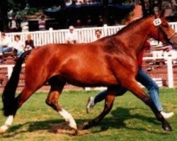 Zuchtstute Tettana (Oldenburger, 1988, von Argentinus)