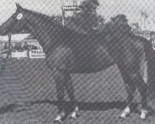 Zuchtstute Tangente (Holsteiner, 1981, von Fernando I)