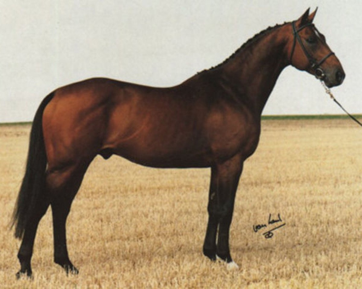 stallion Dammen (KWPN (Royal Dutch Sporthorse), 1985, from Alme)