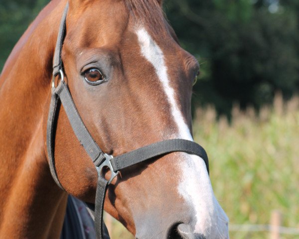 horse Pan Tau 42 (Westphalian, 1994, from Parademarsch II)