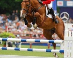 Springpferd Markus de Brekka (Selle Français, 2000, von Verdi)