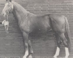 stallion Ahorn (Westphalian, 1970, from Agent)